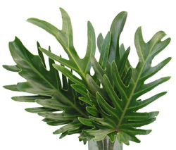 فیلودندرون زانادو